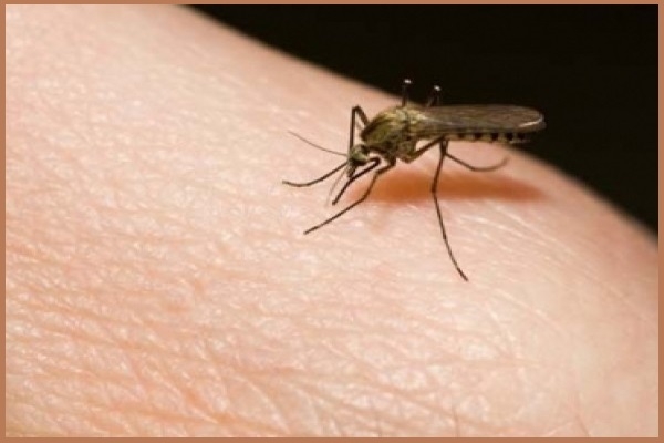 Febbre del Nilo. Le zanzare-killer in aumento
